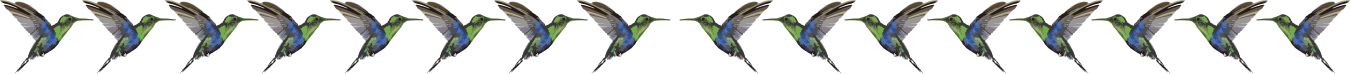 hummingbirds 2