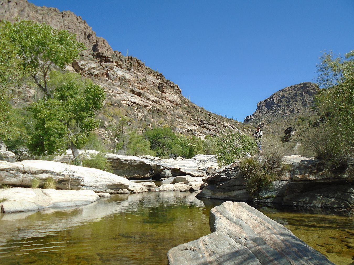 Sabino Canyon oasis
