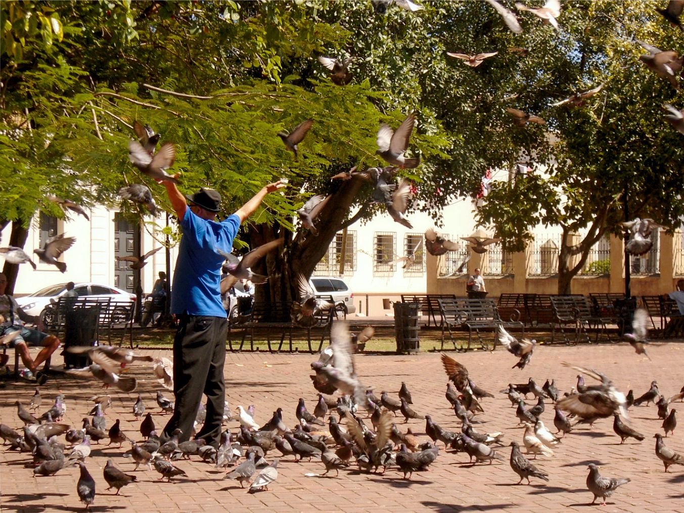 Santo Domingo pigeon maistro 2