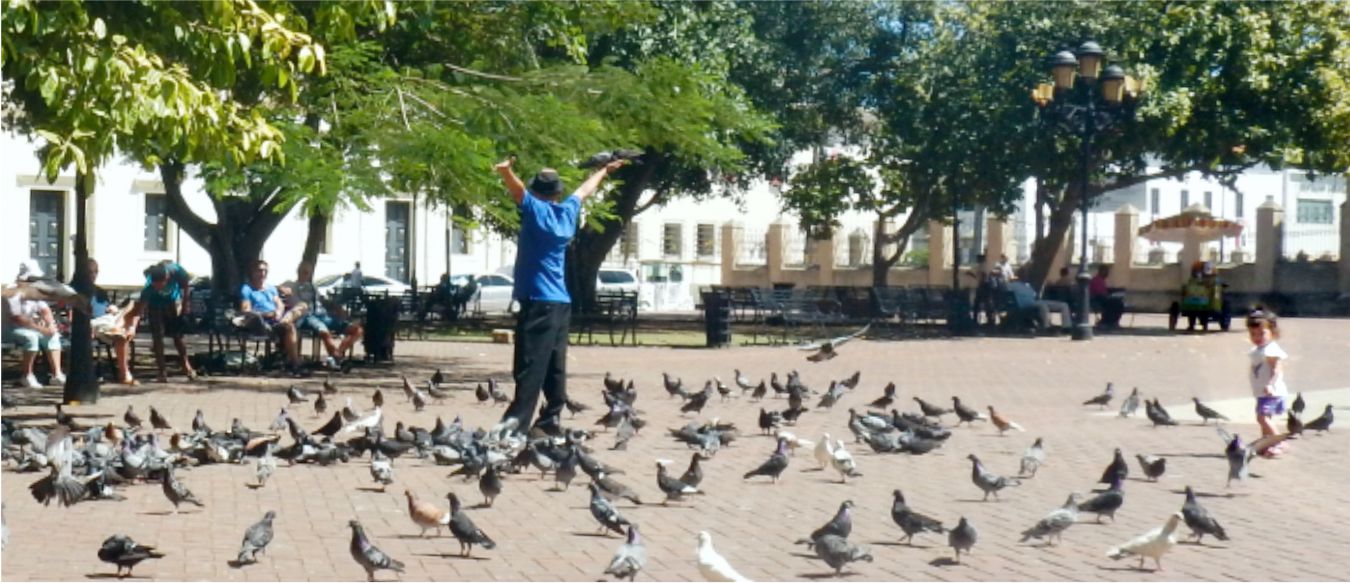 Santo Domingo pigeon maestro 