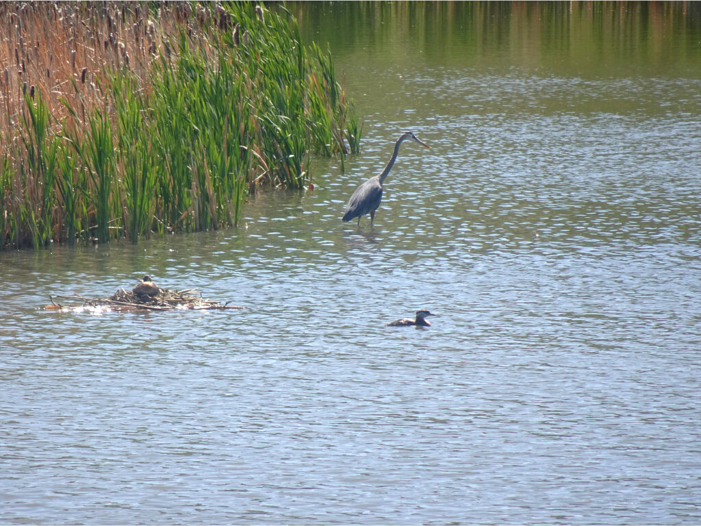 Great Blue Heron and friends.